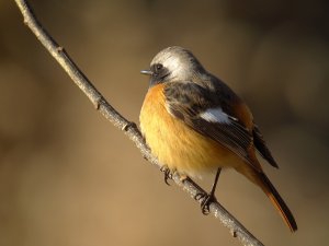 Daurian Redstart