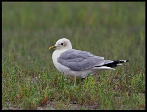 Common Gull