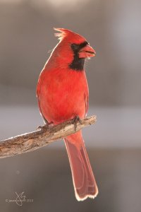 Northern Cardinal (m)