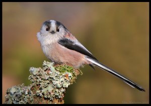 Long Tailed Tit