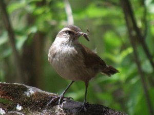 Bar-winged Cinclodes