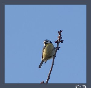 Valentines Day Garden Blue Tit