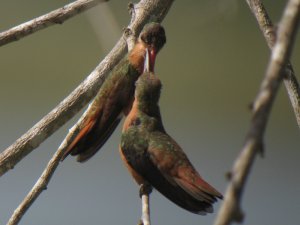 Cinnamon Hummingbirds