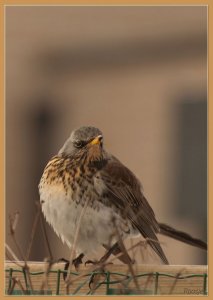 Fieldfare