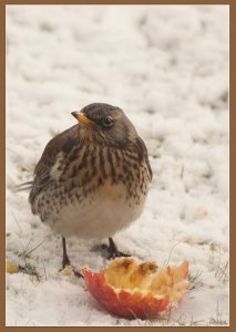 Fieldfare