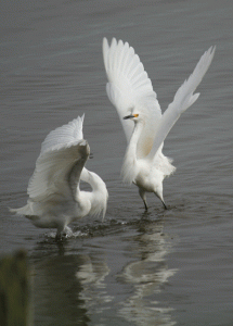 Snowy Egrets face off