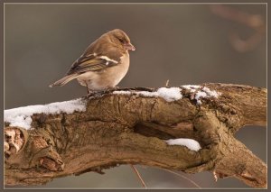 Chaffinch female