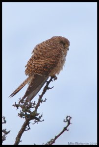 Kestrel