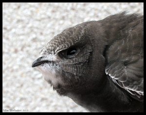 Common Swift