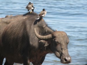 Jungle Mynas hitching a ride