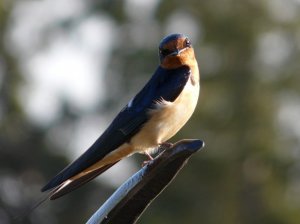 Barn Swallow