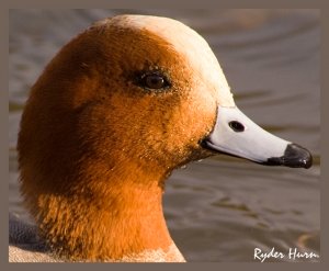 Wigeon Portrait