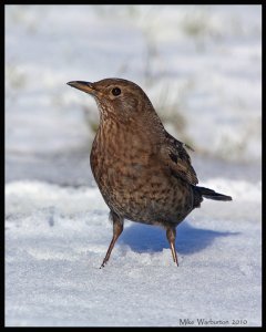 Blackbird (female)