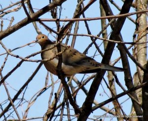 Mourning Dove