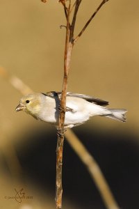 American Goldfinch (f)