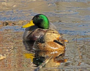 Mallards