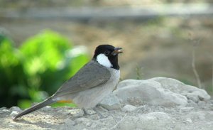 White Eared Bulbul