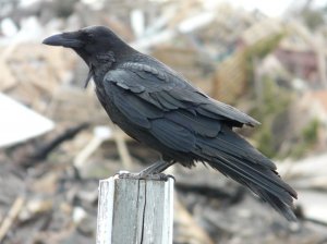 Raven at Landfill