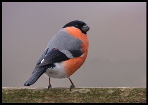 Bullfinch