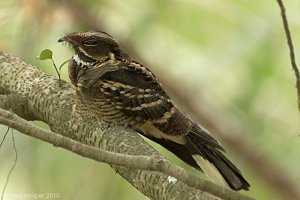 Large-tailed Nightjar