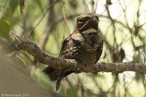 Large-tailed Nightjar