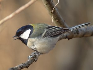 Great Tit