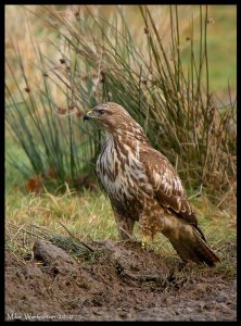 Common Buzzard