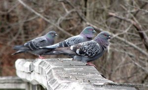 Rock Doves