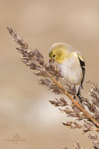 American Goldfinch (m)