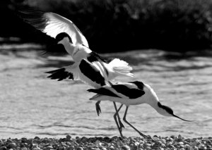 Defence of the Avocets