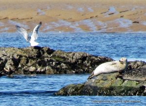 Harbor Seal and Sea Gull