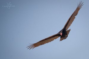 Turkey Vulture