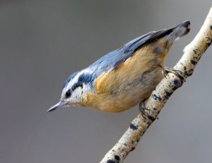 Female Red-breasted Nuthatch