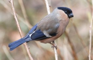 Female Bullfinch