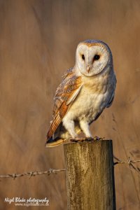 Barn Owl in Dawn light