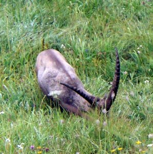 Alpine Ibex Feeding