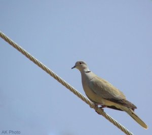 Eurasian Collared Dove