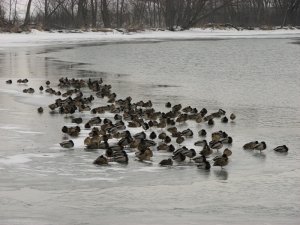 More cold ducks