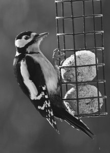 Great Spotted Woodpecker