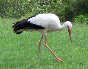 Campsite Stork