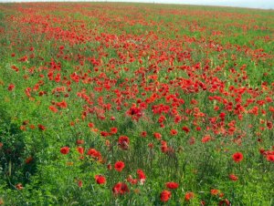 Poppies