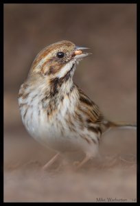 Reed Bunting