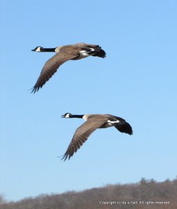 Canada Geese