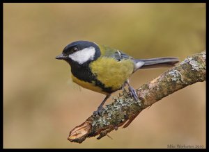 Great Tit