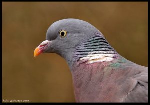 Woodpigeon