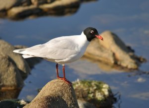 Mediterranean Gull