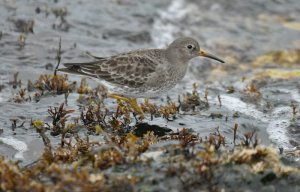 Purple Sandpiper