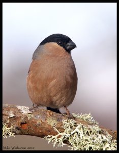 Bullfinch