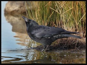 Thirsty Crow