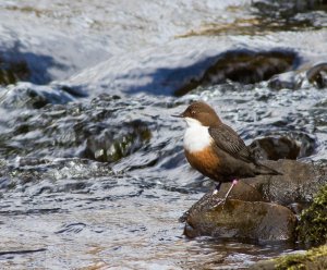 Dipper